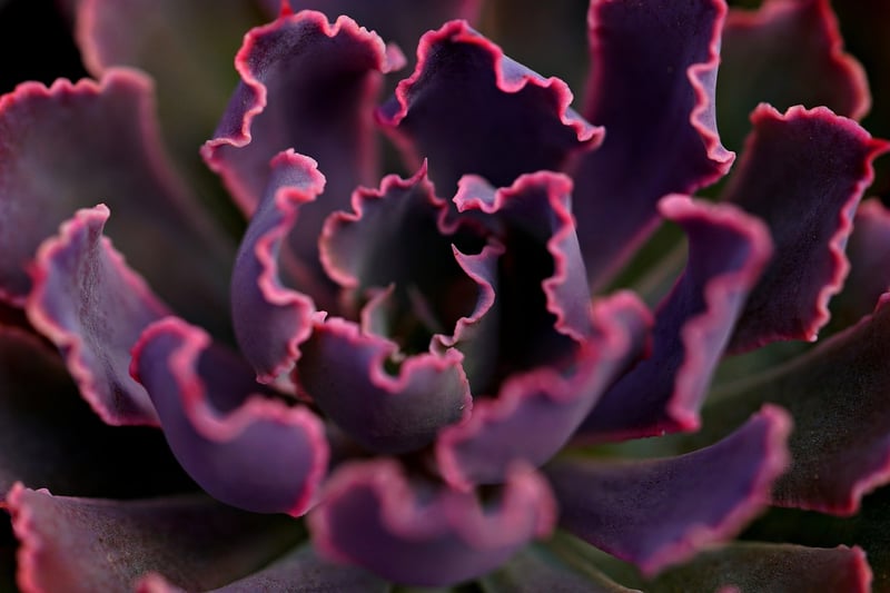 Succulent Book Planter